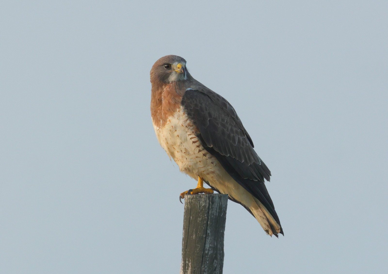 image Swainson's Hawk